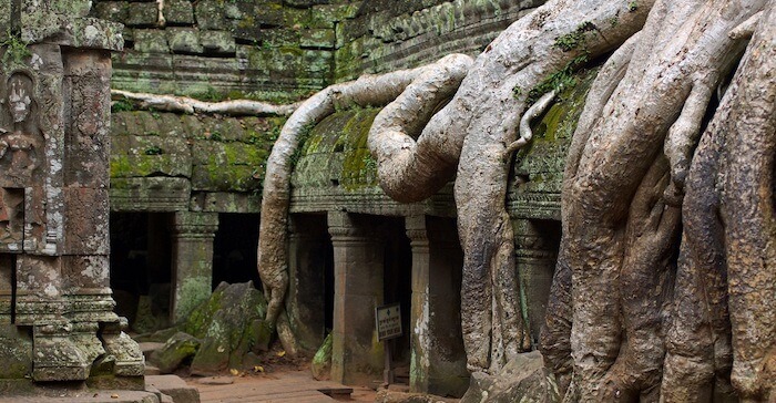 View of Ta Prohm temple overgrown with huge roots of trees