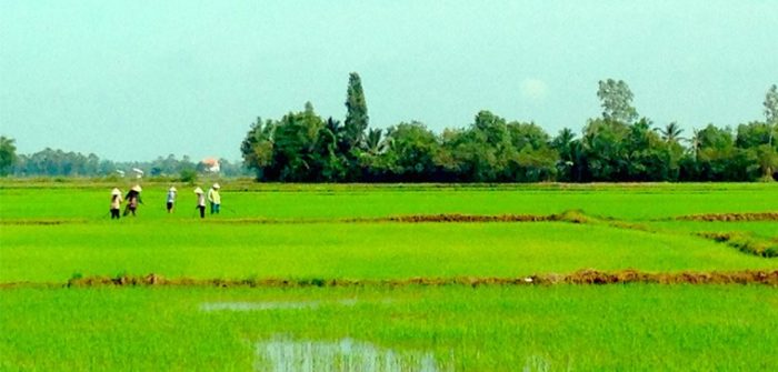 rice paddie field