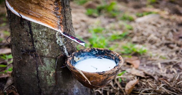 rubber tapping 