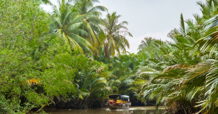 coconut palm trees along river bank 