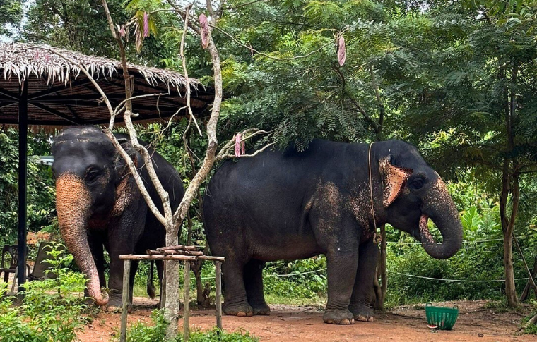 two elephants in the sanctuary 